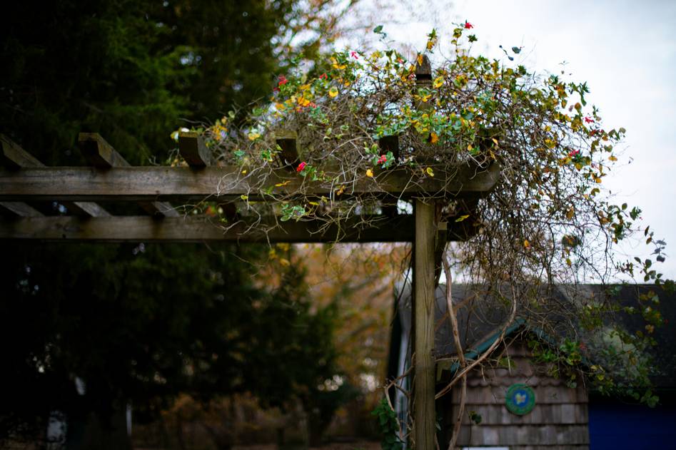Wooden garden arbor covered in climbing vines at sunset